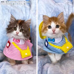 ゴロにゃんオリジナル 猫服 ワンタッチコーデシリーズ 幼稚園気分 S