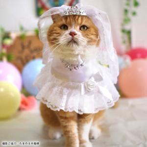 ちこりん。お花いっぱいのドレスを着た猫さん。お花ワンピースを着た猫さん 514cf886dfbf544e3ac8037e024070