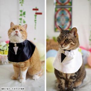 ジューンブライド(白③)わんちゃん猫ちゃん用襟付き首輪