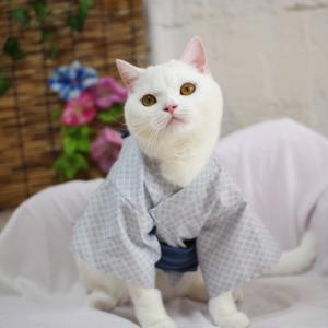 粋な男の子浴衣 | オリジナル猫服 国産 | 猫用品の専門店☆ゴロにゃん