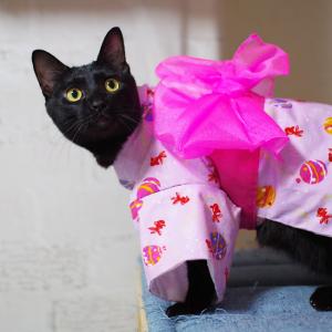 新品未使用品 綿着物 単衣【後ろ姿の猫】愛らしい猫柄のピンク色着物★浴衣としても Amazon | 犬 着物 猫 浴衣 猫 服 お正月 和柄 コスチューム 七五三