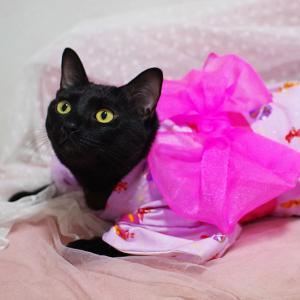 新品未使用品 綿着物 単衣【後ろ姿の猫】愛らしい猫柄のピンク色着物★浴衣としても ネコ柄 浴衣 猫 レディース 猫柄 三毛猫 セット 大きサイズ