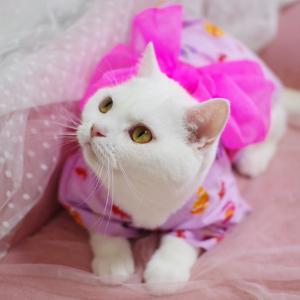 縁joy夏祭り 女の子浴衣 | オリジナル猫服 国産 | 猫用品の専門店