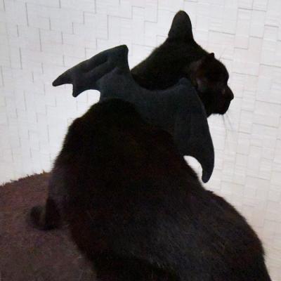 Amazon | Kingsie ペットコスプレ 猫 犬用 コウモリ 翼