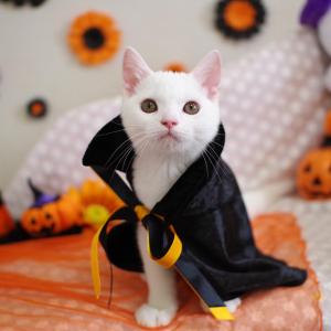 ゴロにゃんオリジナル 猫服 ハロウィンえりつきロングマント