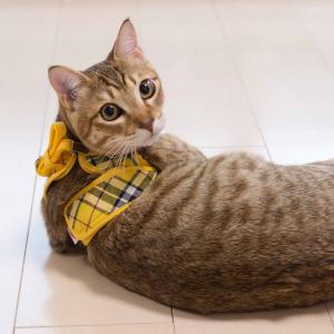 特許取得済】ゴロにゃんオリジナル猫用ハーネス ダブルブロック