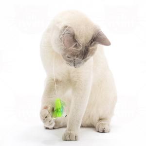 ねこどん 猫用おもちゃ パタパタとんぼ グリーン (35701)ねこじゃらし メール便