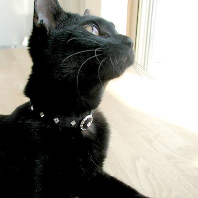 おしゃれ猫首輪 ラインストーンおしゃれ猫首輪10ミリ クール