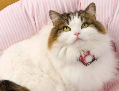 チョーカー音符フリル 猫用首輪 ぷわぷわお花が可愛い