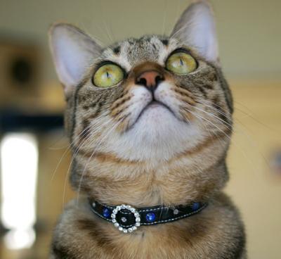 スワロdeセレブ！キラリとおしゃれな猫首輪 Lサイズ 猫用首輪 革