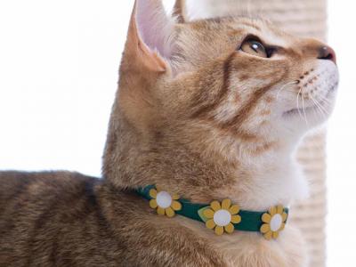 おしゃれ猫首輪 外猫ちゃんもお洒落アイテム～柔らかフェイクレザー