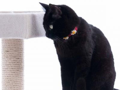 おしゃれ猫首輪 外猫ちゃんもお洒落アイテム～柔らかフェイクレザー