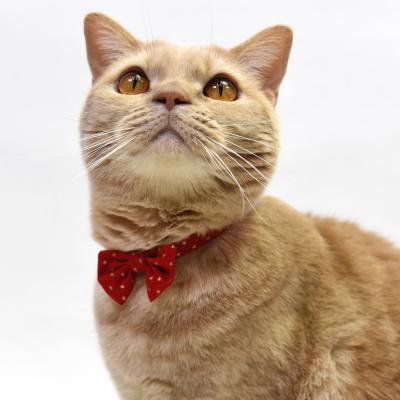 デイリー猫首輪DX にゃんりぼん金色お星様 リボン付き猫用首輪