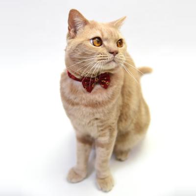 デイリー猫首輪DX にゃんりぼん黄金桜 リボン付き猫用首輪 ( デイリー