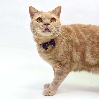 デイリー猫首輪DX にゃんりぼん黄金桜 リボン付き猫用首輪 ゴロにゃん