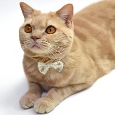 デイリー猫首輪DX にゃんりぼん黄金桜 リボン付き猫用首輪 ゴロにゃん