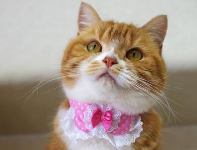 ちょこえり猫首輪 丸えり綿レース水玉シリーズ 猫用首輪 ( ちょこえり