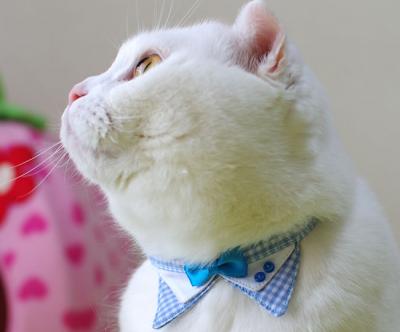 ちょこえり猫首輪 2重三角えりギンガムチェックシリーズ 猫用