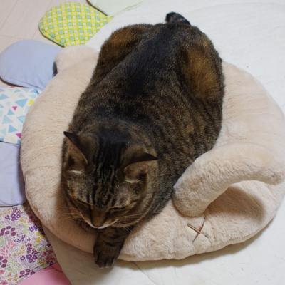 セール対象品】キャティーマン ネコけつベッド 猫用 ペット用 秋冬