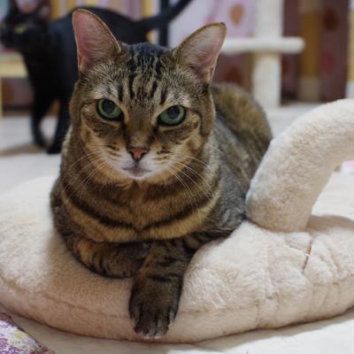 ケンジントンキャット　高さ21㎝の銀の猫ペンダント付けた可愛い￼猫ちゃん！ ウィンスタンレーキャット,ケンジントンキャットについて